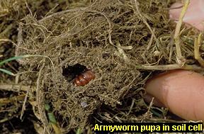 Armyworm pupa in soil cell