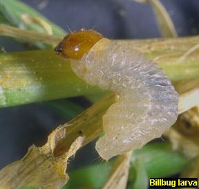 Billbug larva