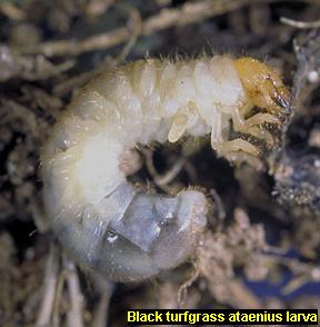 Black turfgrass ataenius larva