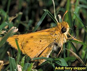 Fiery skipper adult