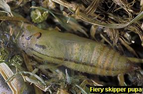 Fiery skipper pupa