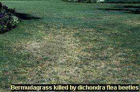 Damage to Bermudagrass