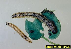 Lawn moth larvae