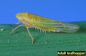 Adult leafhopper