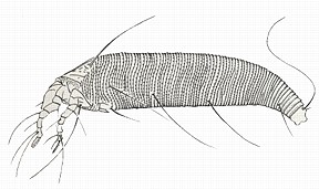 An eriophyid mite