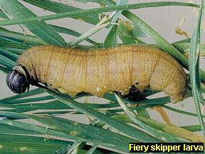 Fiery skipper larva