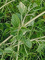 Diamond-shaped leaf blades