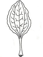 An oval leaf