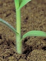 Grassy weed with hairs on sheath