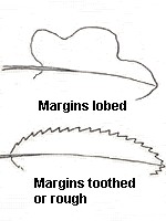 Margins lobed or rough