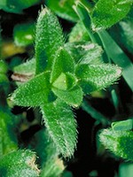 Oblong leaves with pointed tips