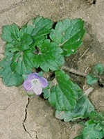 Leaves rounded with toothed margins