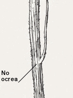 Stem without an ocrea