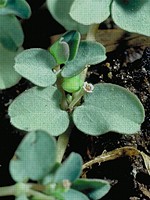 Leaves with no distinct marking