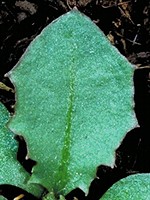 Leaf without spines