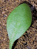 Leaf without spines