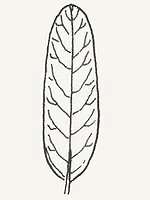 An oblong-shaped leaf