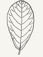 An obovate-shaped leaf