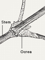 Stem with an ocrea