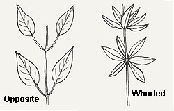 Leaves opposite or whorled