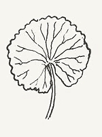 Rounded leaf