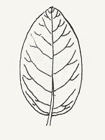 An ovate-shaped leaf