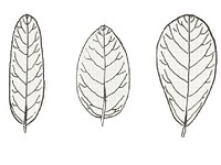 Rounded, oval, and oblong leaves