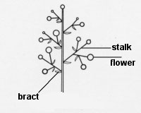 panicle