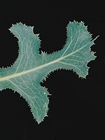 Leaf with spines