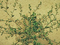 Prostrate plant