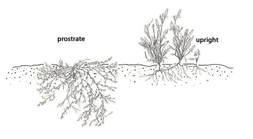 A plant growing prostrate and upright