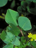 Leaflets with reddish-tinged veins