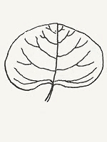 A reniform-shaped leaf