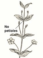 No petioles on leaves