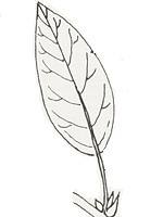 A simple leaf