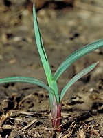 Grassy weed with mostly smooth leaves