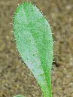 Leaf with spines