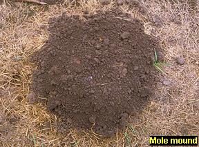 Mole mound