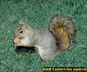 Eastern fox squirrel