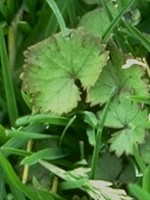 Leaf with wavy margins