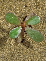 Wedge-shaped leaf blades