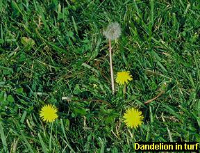 Dandelion in turf