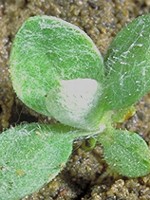 Leaves with woolly white hairs