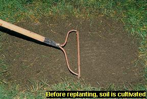 Photo of cultivating soil in a patch of lawn