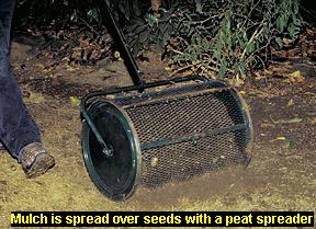 Photo of spreading mulch over seeds with a peat spreader