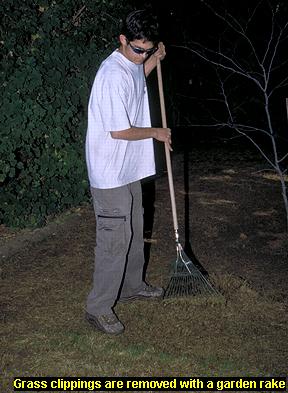 Photo of grass clippings being raked