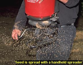 Photo of spreading seed with a handheld spreader