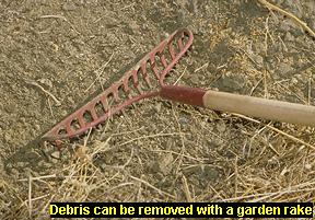 Photo of clearing away debris with a garden rake