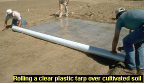 Photo of laying a clear plastic tarp over soil