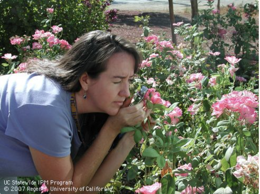 woman examining the pest